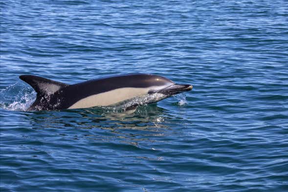 Avistamiento de delfines en Lisboa