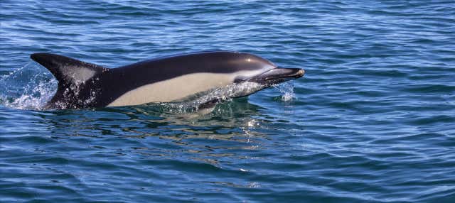 Observation de dauphins