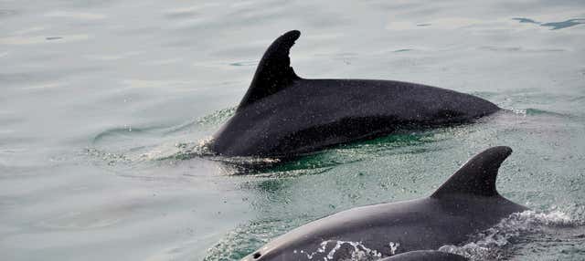 Avistamiento de delfines en Setúbal