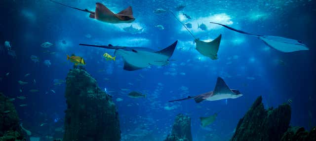 Ingresso do Oceanário de Lisboa