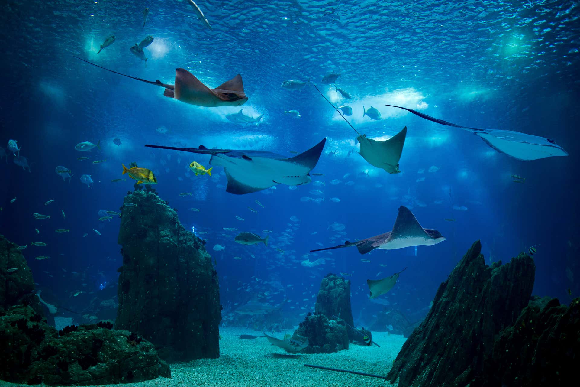 Biglietti per l'Oceanario di Lisbona