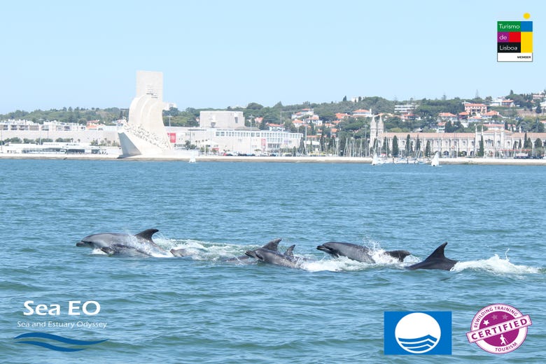 Groupe de dauphins 