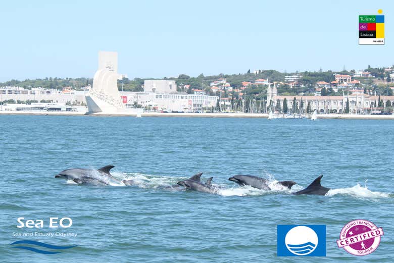 Grupo de golfinhos