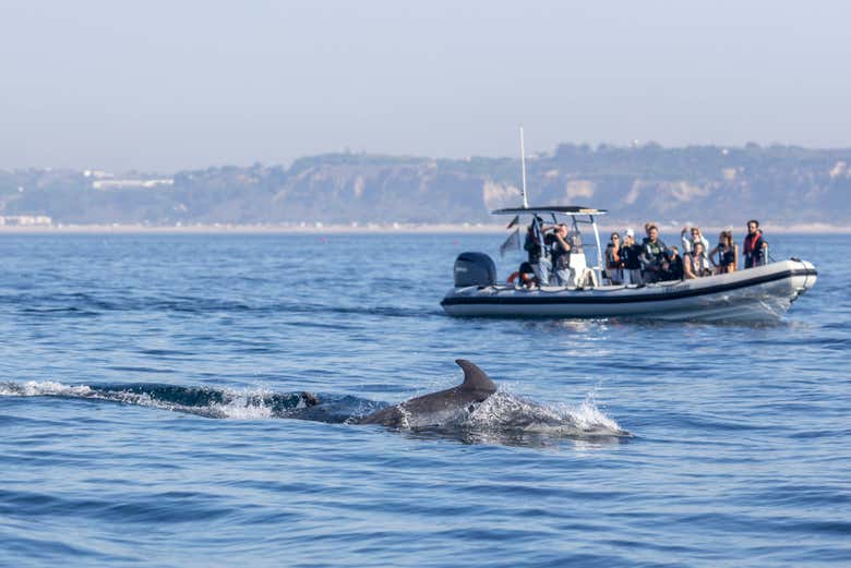 Photographiez les dauphins