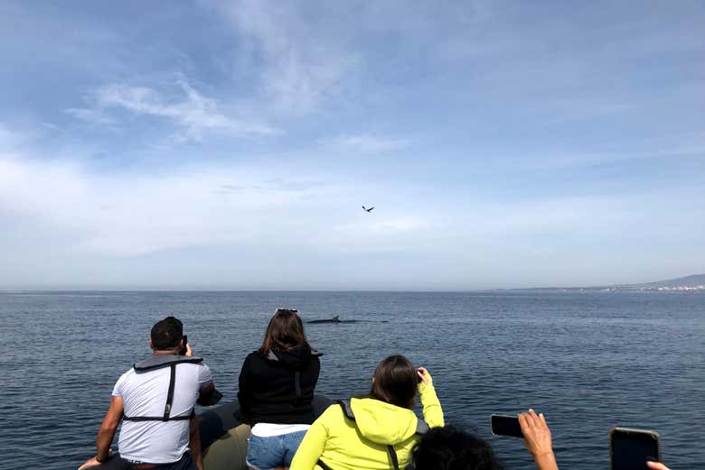 Navigando sul Tago