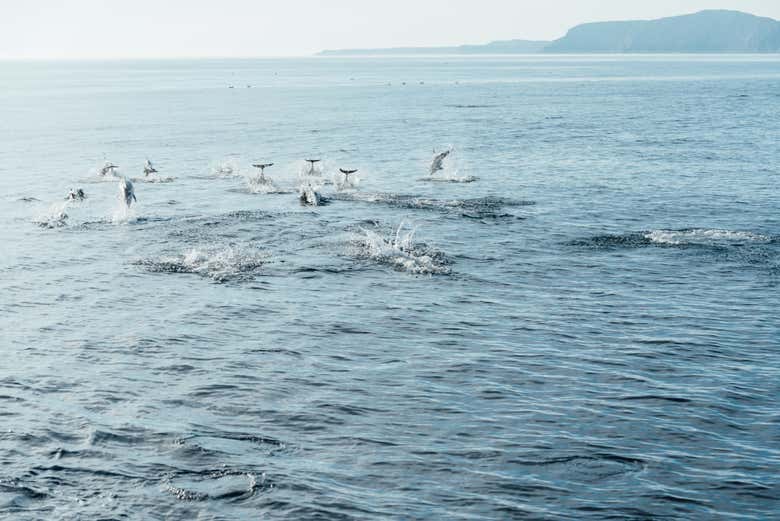 Admire their beauty up close