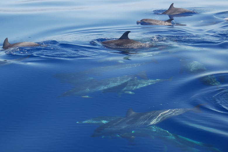 A group of dolphins
