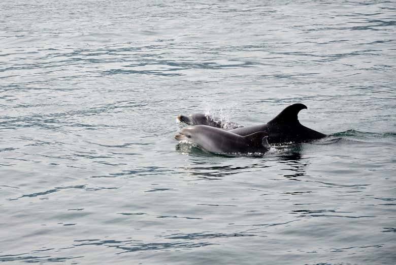 Make friends with the locals