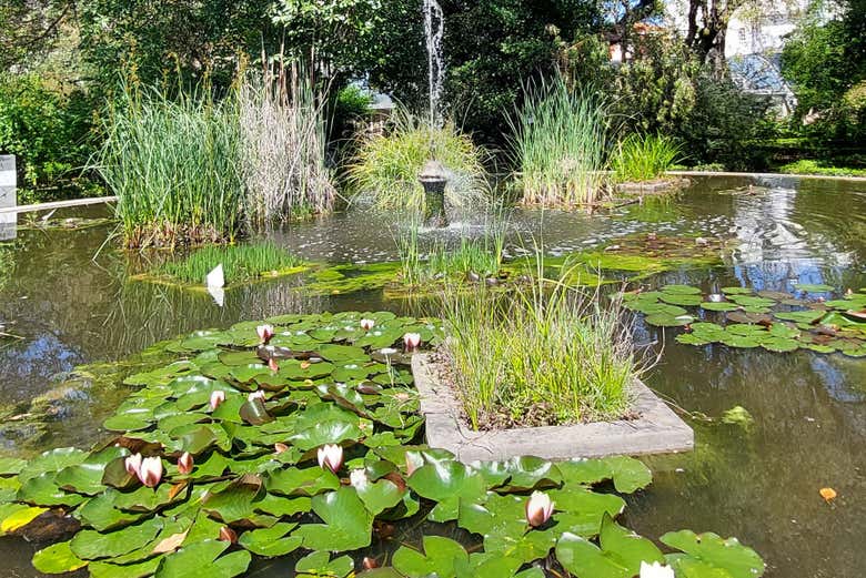Un estanque de nenúfares en el Jardín Botánico de Lisboa