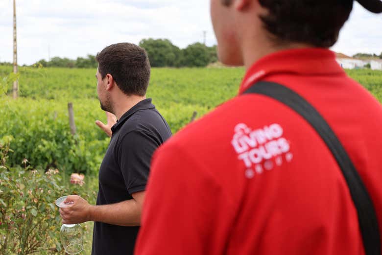 Visita a uma vinha alentejana