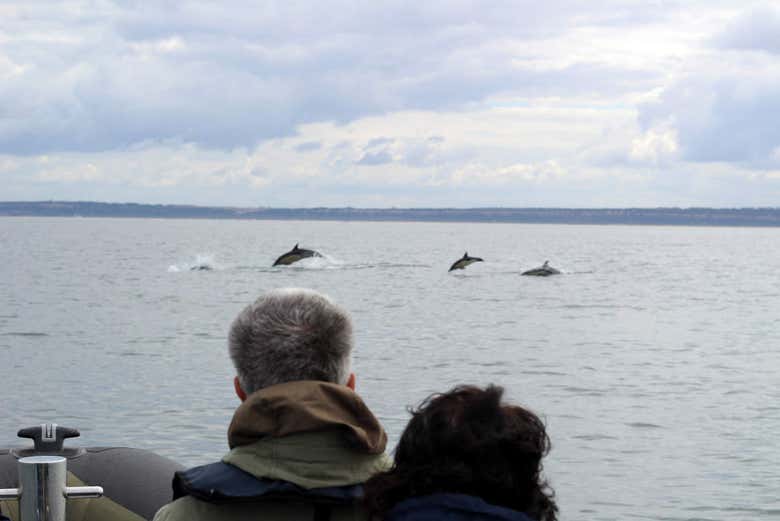 Des dauphins sautant en face du bateau
