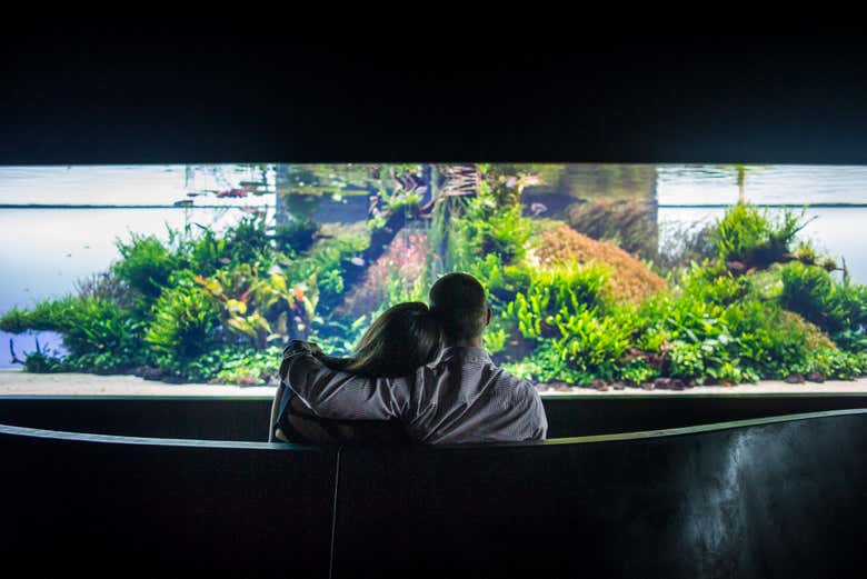Un couple contemplant un aquarium