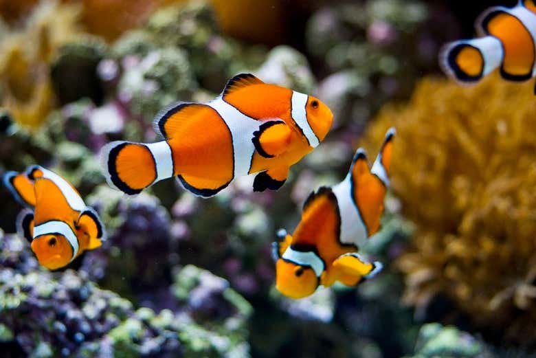 Poisson-clowns