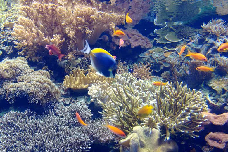Poissons tropicaux