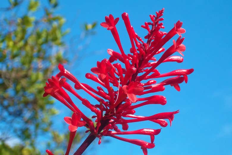 Una de las plantas del Jardín Botánico de Lisboa