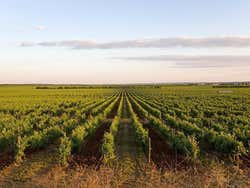 Vigneti della casa vinicola Herdade do Esporão