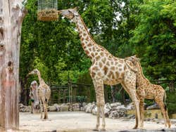 Animals in the Lisbon Zoo