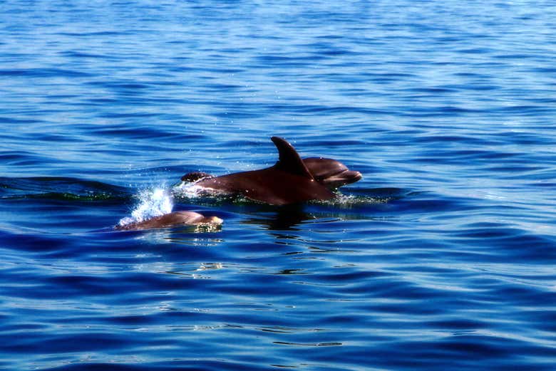 Glimpse dolphins in their natural habitat