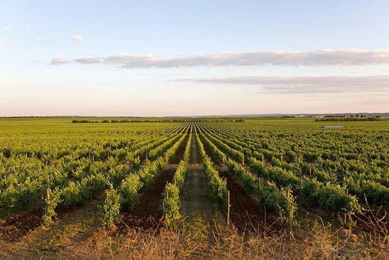 Vigne dell'azienda Herdade do Esporão