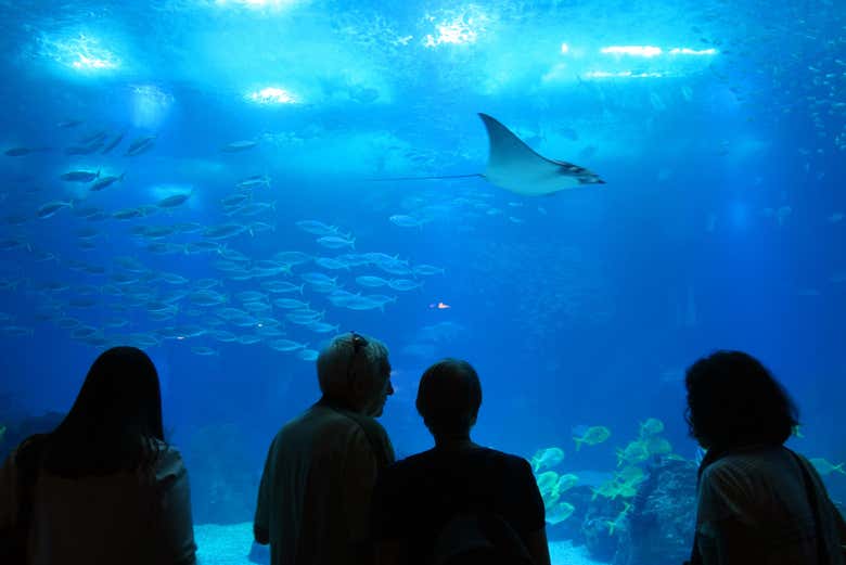 Profitez de la visite de l'aquarium de Lisbonne