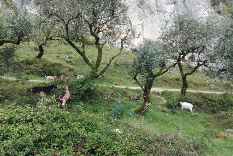 Paisajes de la Serra Sicó