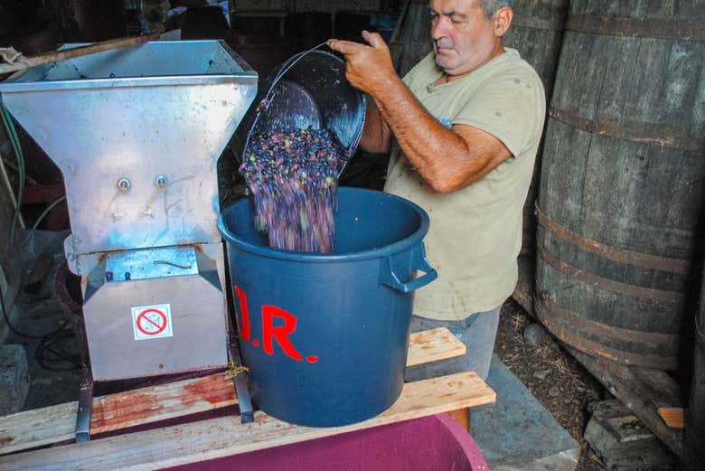 We'll get to know Pico's wine culture
