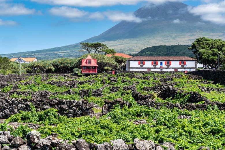 Vinhedos da ilha do Pico