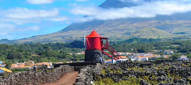Tour de viñedos y bodegas por Pico