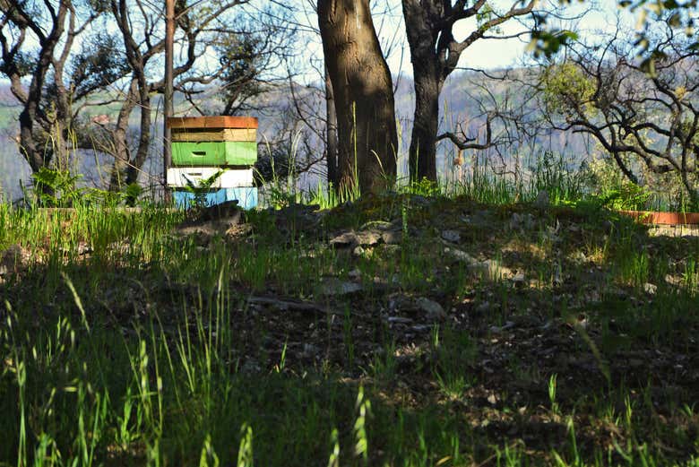 Colmeias em Monchique