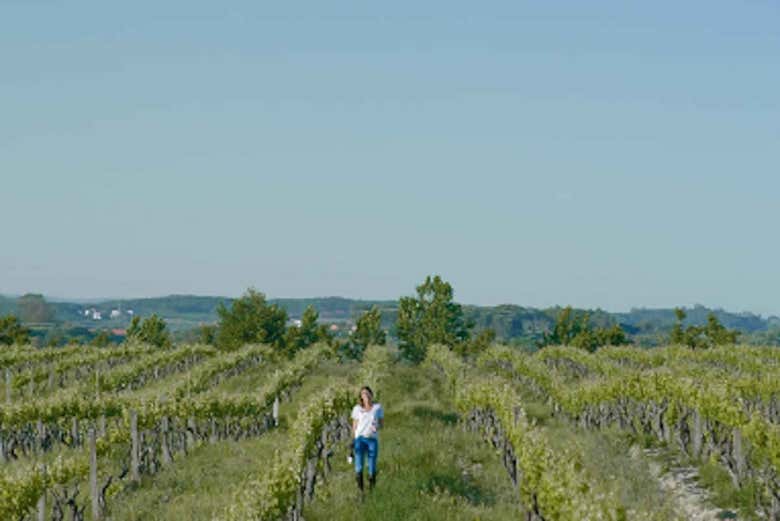 Percorrendo os vinhedos