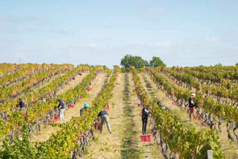 Vinhas da região do Dão