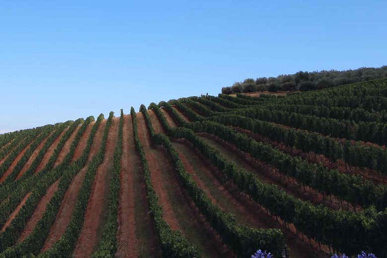 Vinhedos da região do Dão