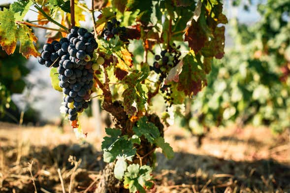 Visite du vignoble Caminhos Cruzados