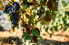 Caminhos Cruzados Winery Tour