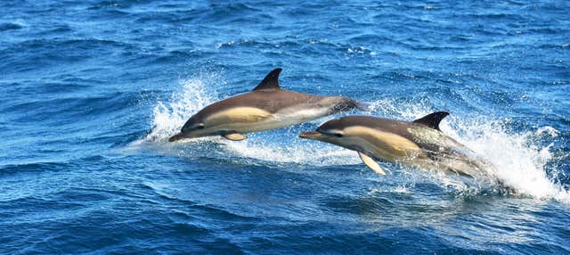 Avistamiento de delfines en Olhao