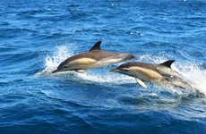 Avistamiento de delfines en Olhao