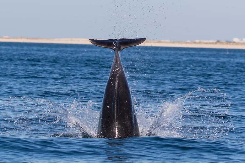 Dolphins off the coast of Olhao