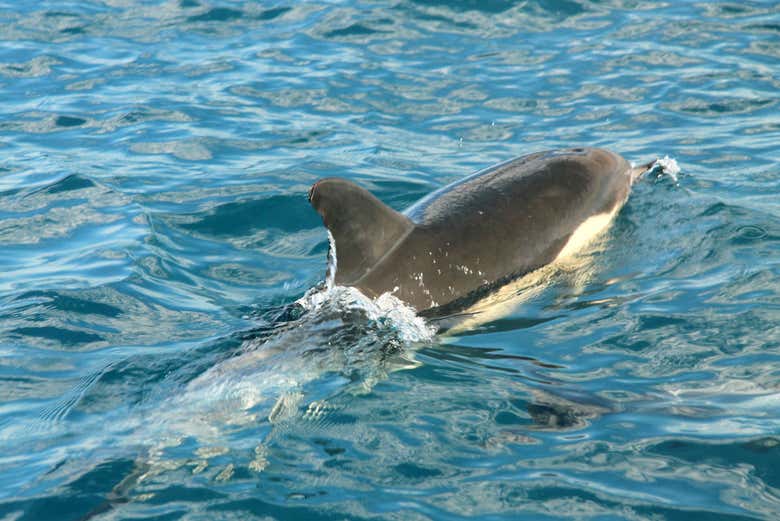 See dolphins up close