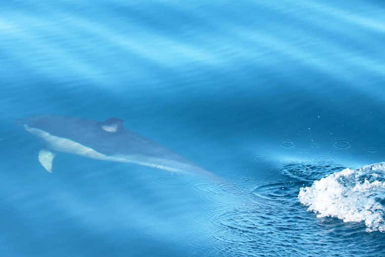 Dolphin off the coast of the Algarve