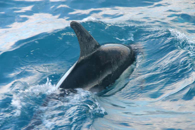 Dolphin in Ria Formosa