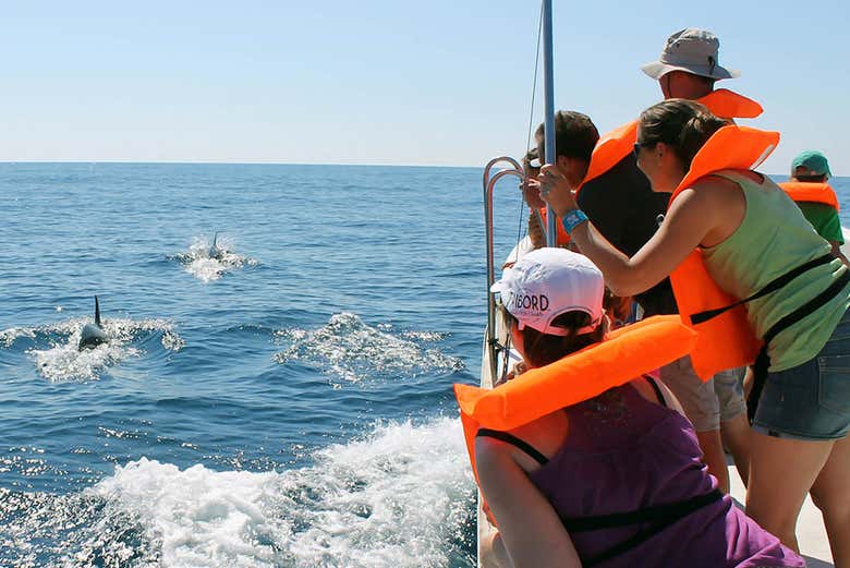 Watching dolphins in Olhao