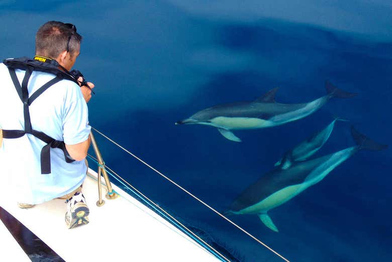 Pod of dolphins