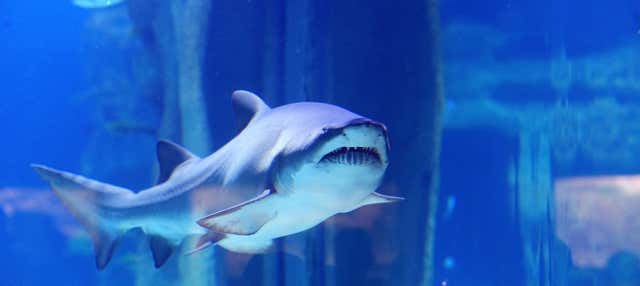 Entrada a SEA LIFE® Oporto