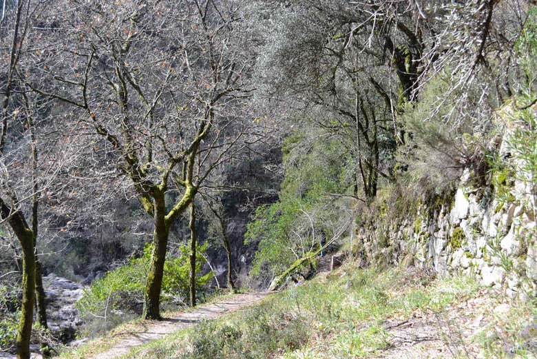 Forêt du Parc National Peneda-Gerês
