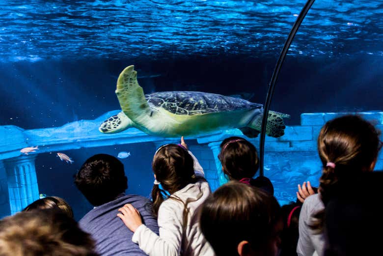 Enfants au SEA LIFE Porto