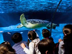 Bambini in visita all'acquario