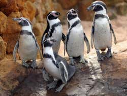 Pinguini dell'acquario
