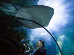 Tunnel trasparente dell'acquario