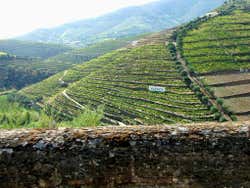Valle del Duero, vigneti