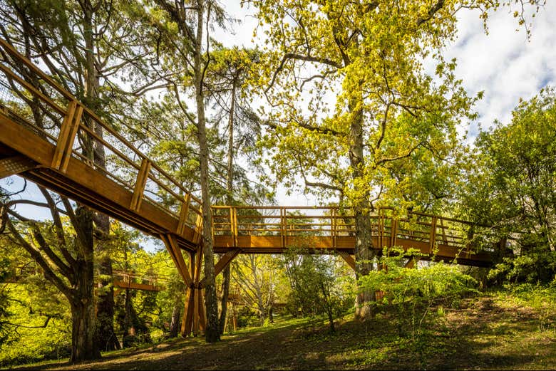 Treetop Walk